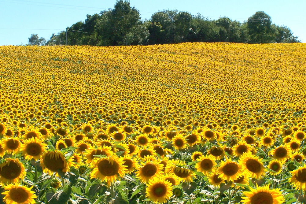 Tutta La Casa Seysses-Savès 49974