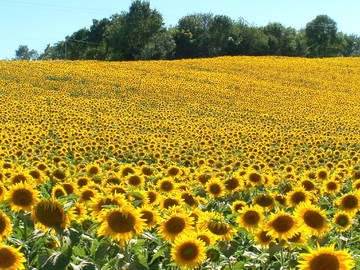 Logement Entier Seysses-Savès 49974-10