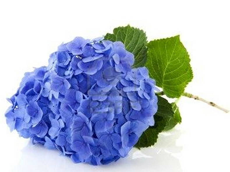 Bed And Breakfast Arcangues 74459-4