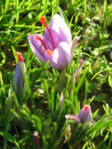 Habitaciones De Huéspedes Daumeray 31142