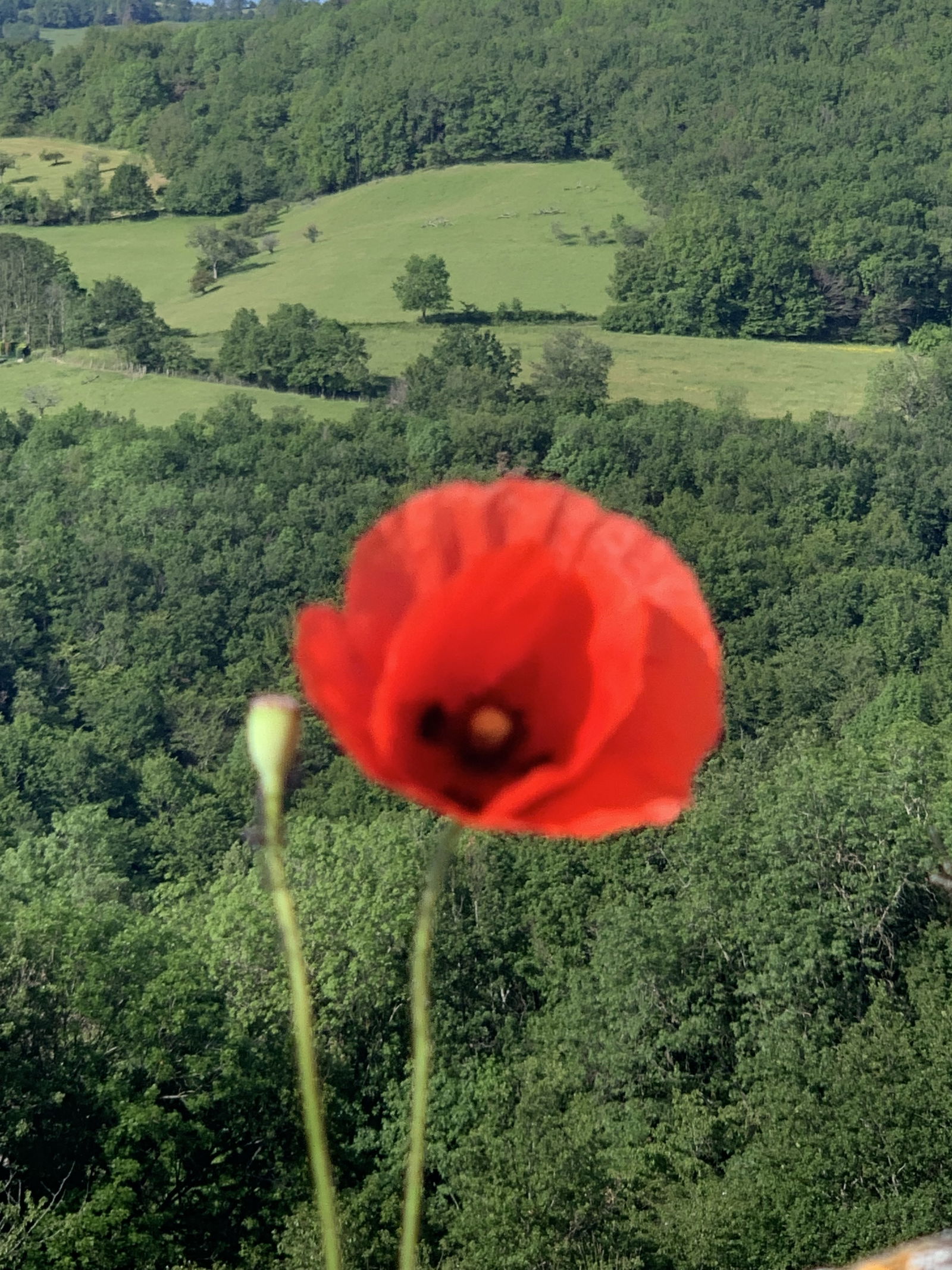 Homestay Savigny 223494