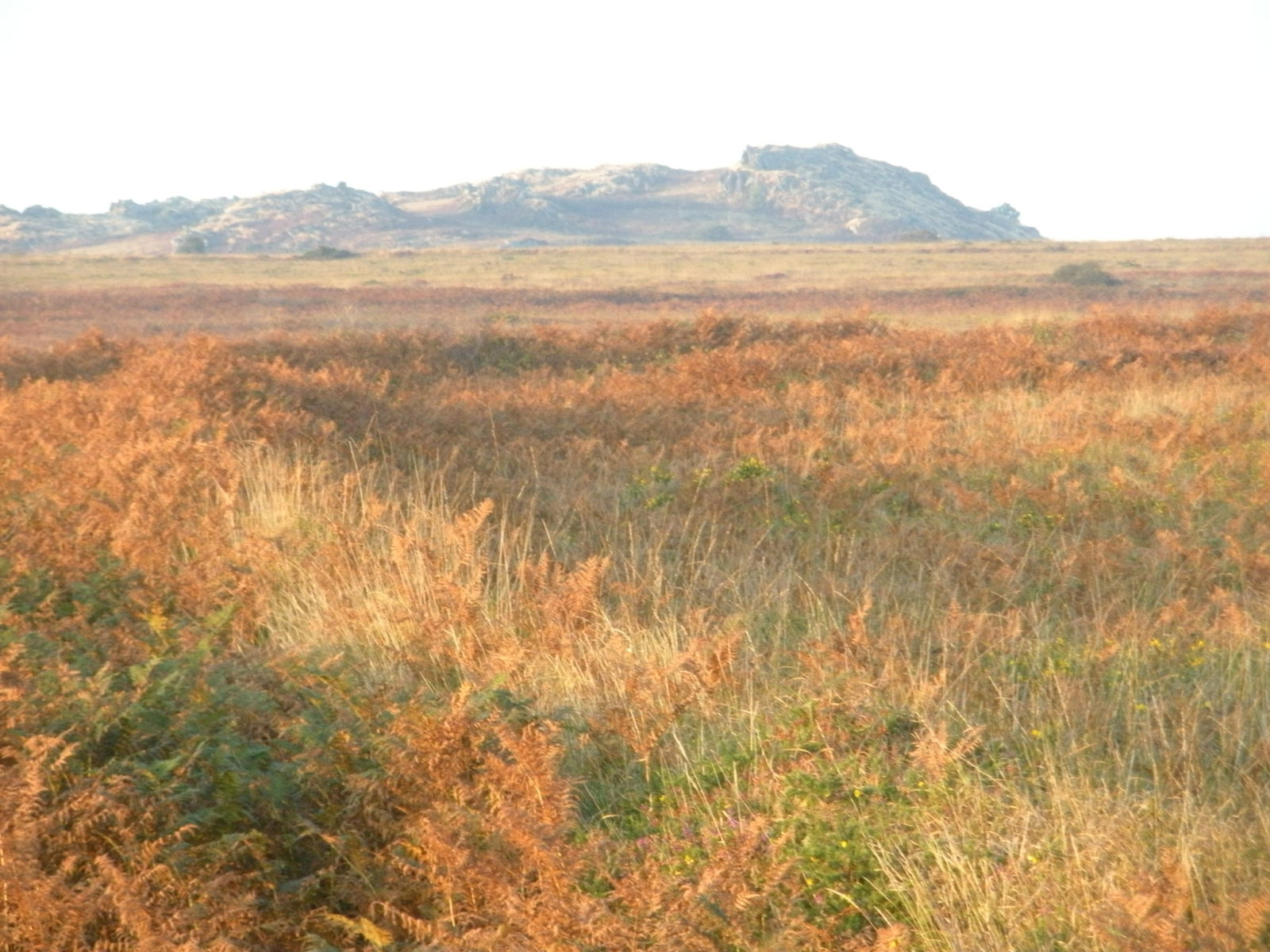 Famiglia Botmeur 61381