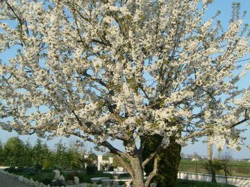 Chambre D'hôte Souvigné 34508-7