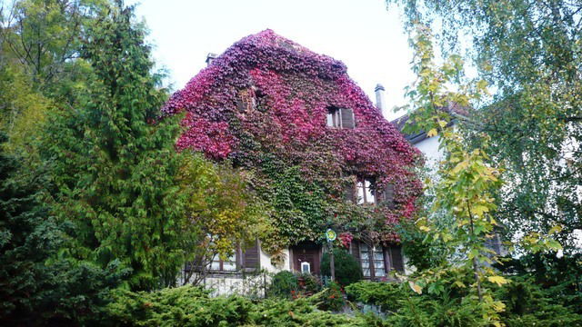 Bed And Breakfast Ferrette 18461