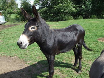 Chambre D'hôte Romeries 133270-4