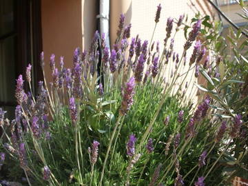 Chambre D'hôte Barcelone 42317-5