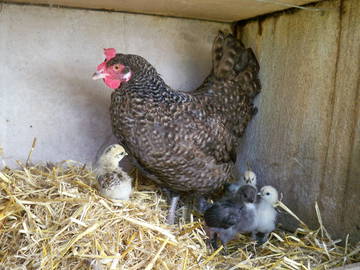 Bed And Breakfast Boqueho 113025-8