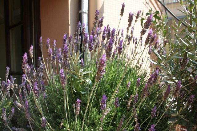 Gæsteværelser Barcelone 42317