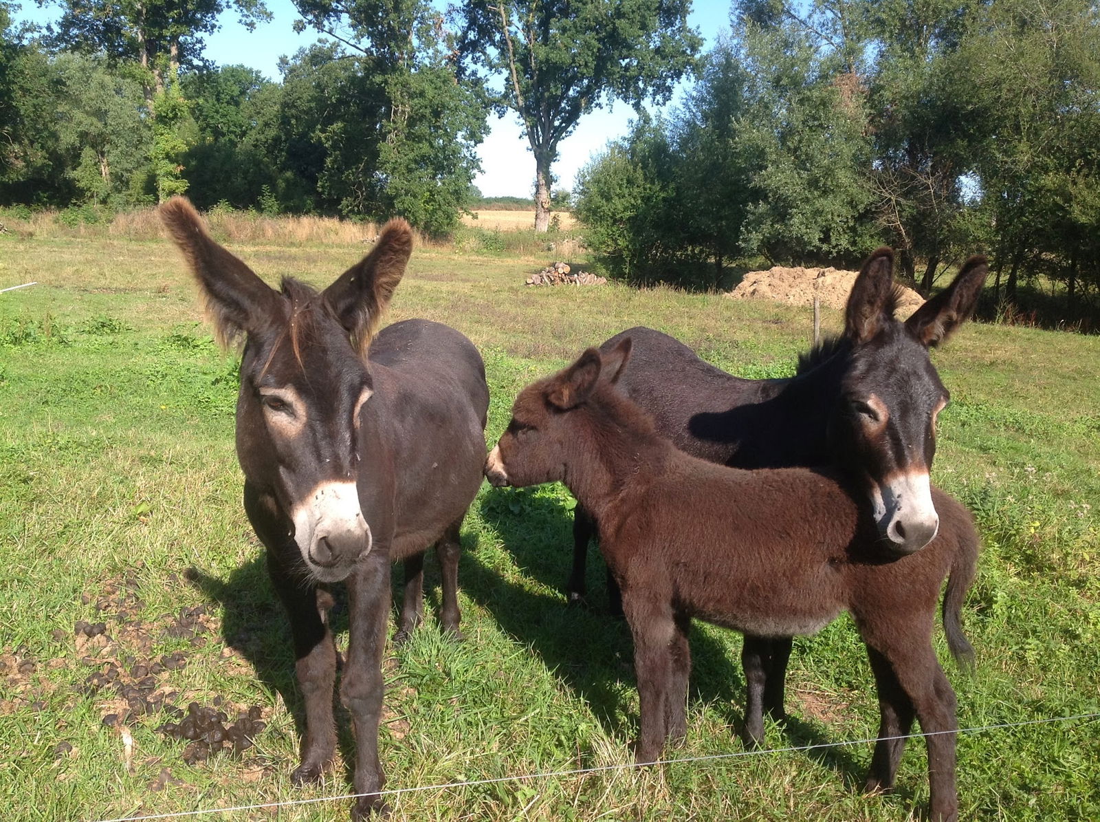 Gästezimmer Huriel 42501