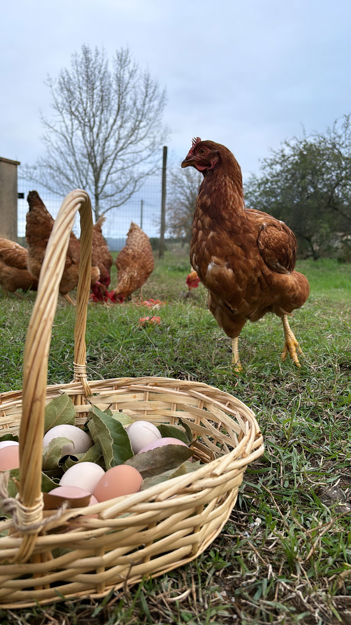 Quedarse En Casa Peyrole 313106