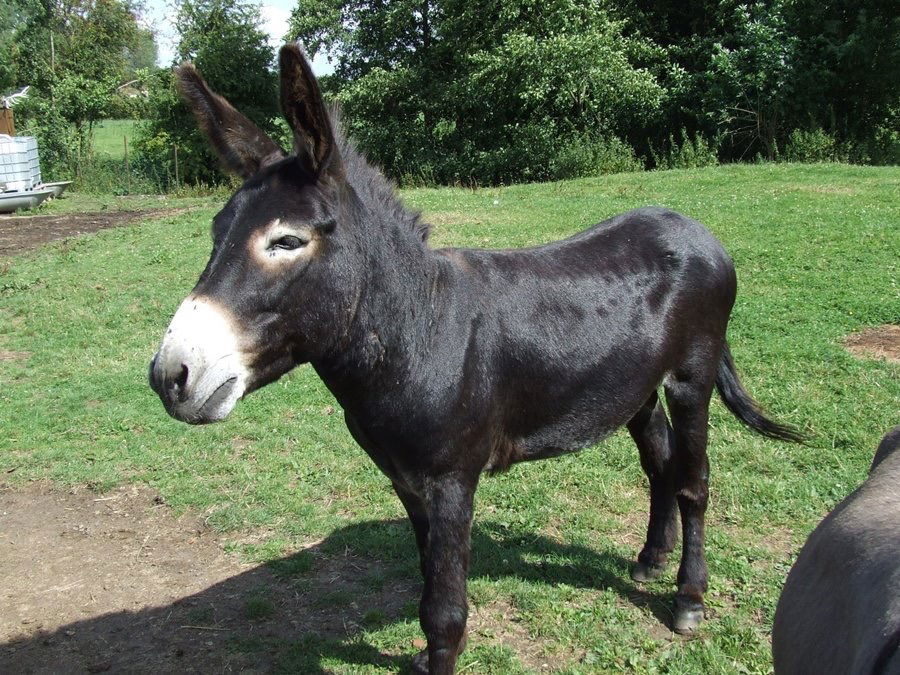 Habitaciones De Huéspedes Romeries 133270