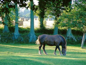 Gastekamers Les Trois-Pierres 65207