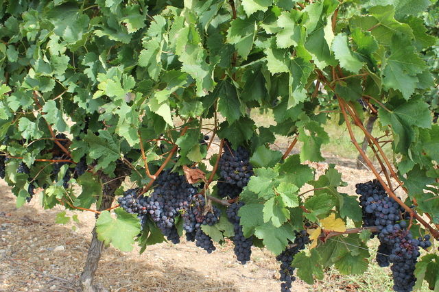 Bed And Breakfast Yvrac 43258