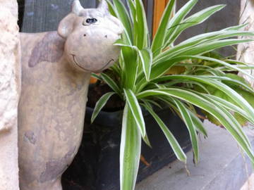 Chambre Chez L'habitant Larringes 107803-10