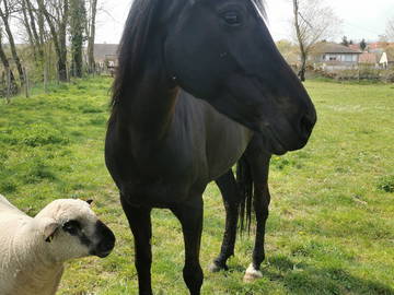 Chambre Chez L'habitant Cerville 223485-7
