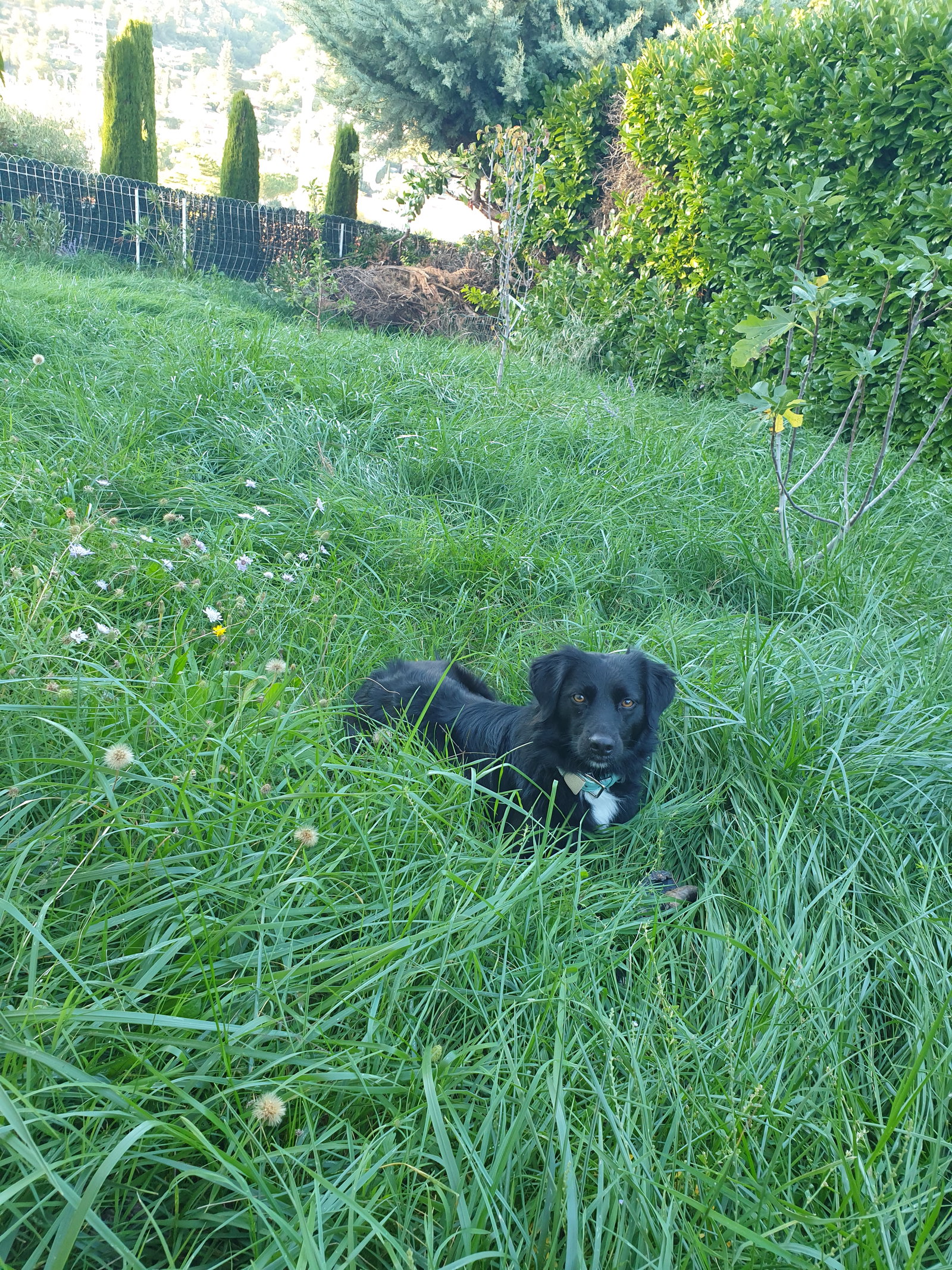 Hemvistelse Apt 558504