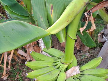 Logement Entier Deshaies 461264-6