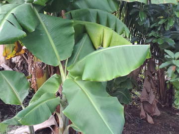 Logement Entier Deshaies 461264-7