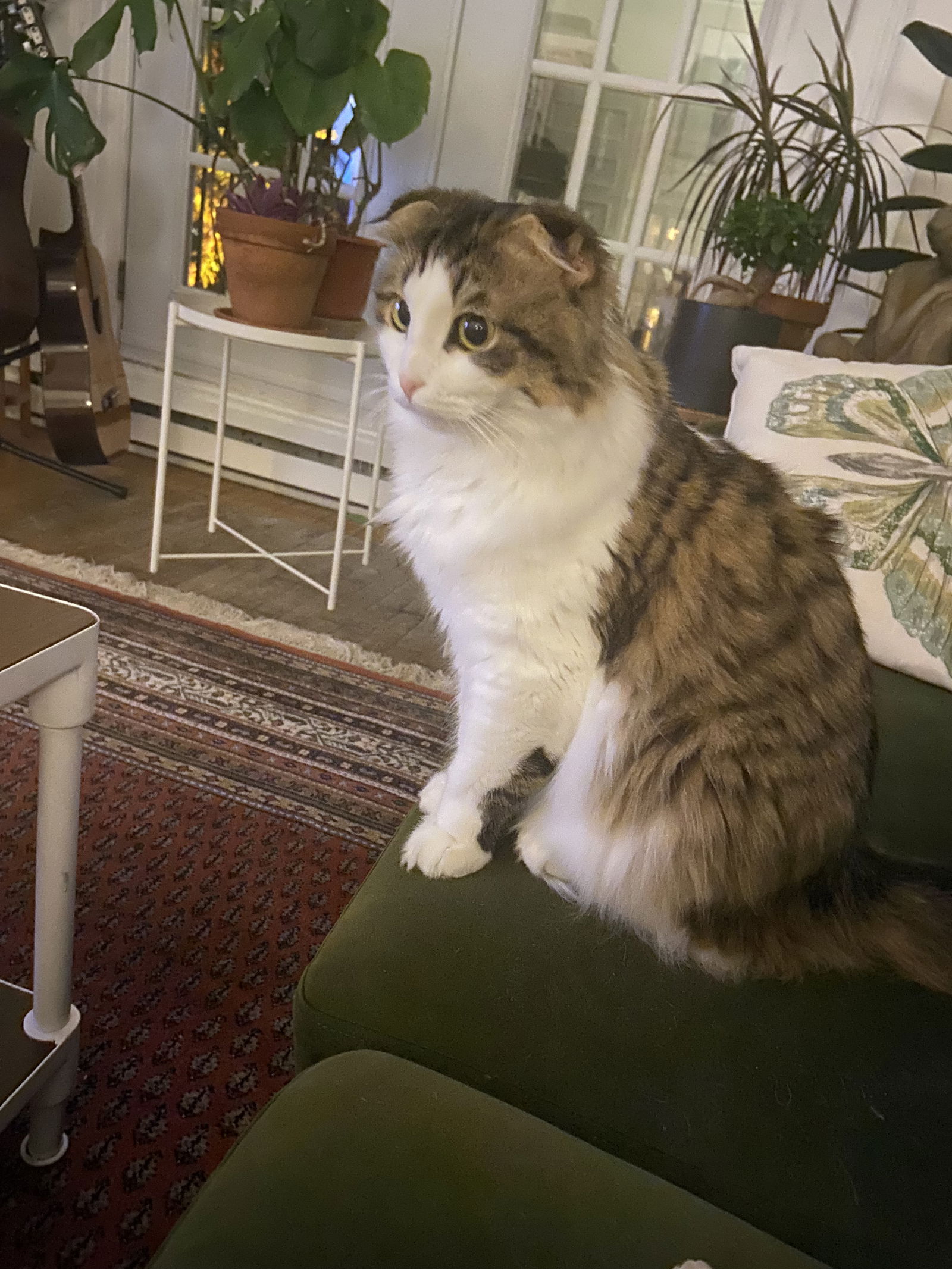 Famiglia Montréal 268075