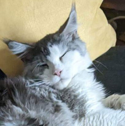 Famiglia Montréal 238660