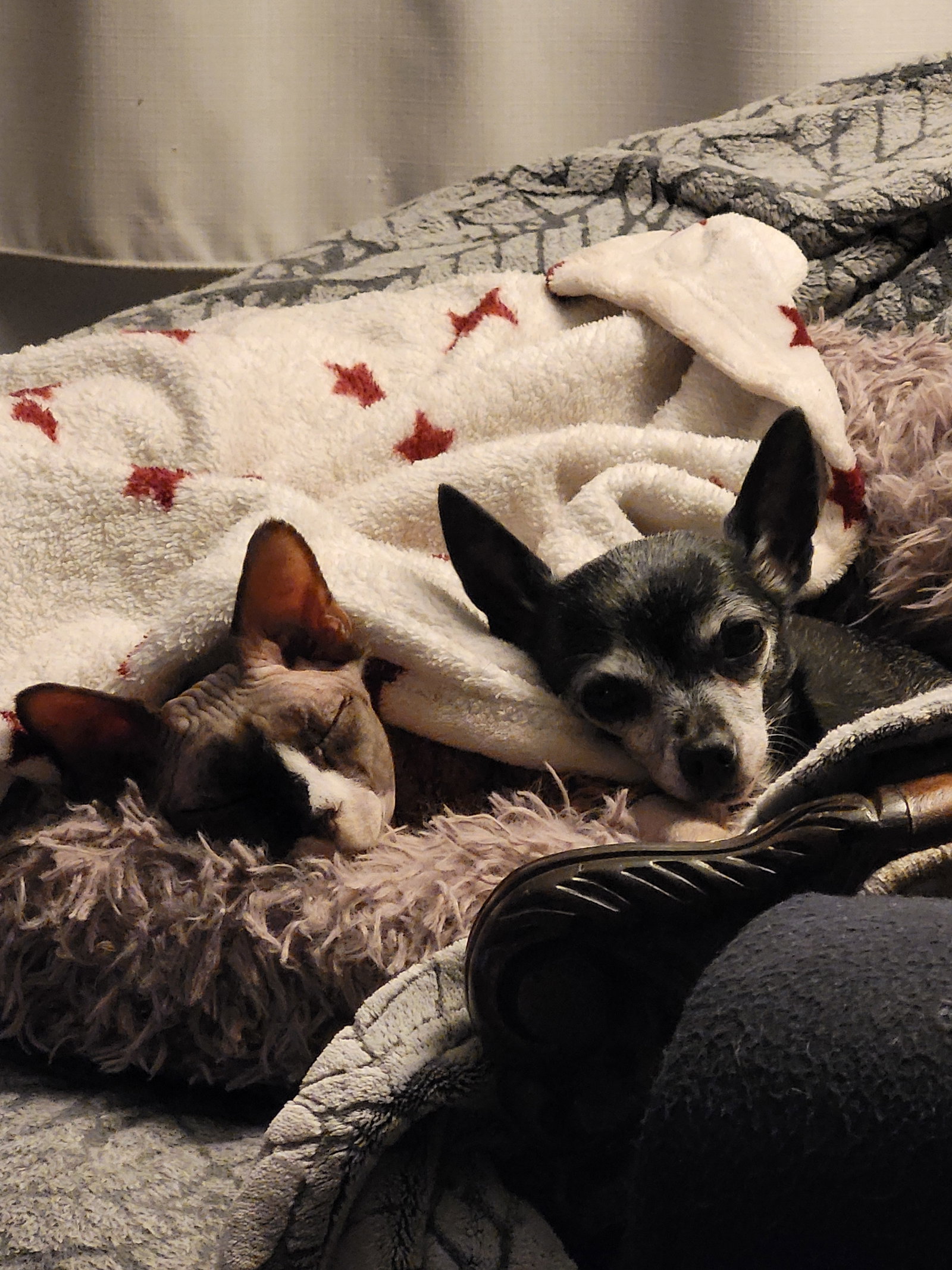 Famiglia Montréal 19054