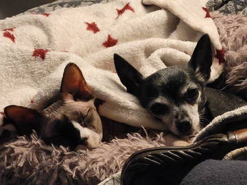 Homestay Montréal 19054-8