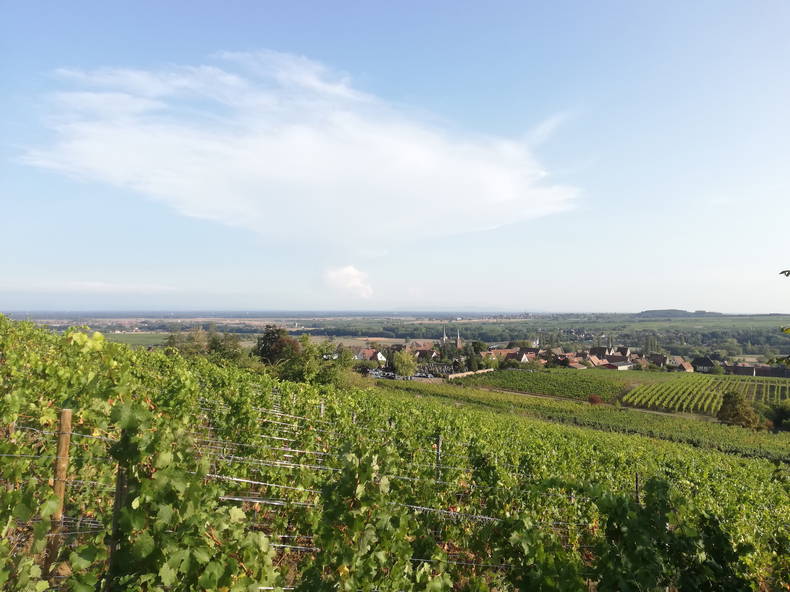 Colocation Châtenois 259769-3