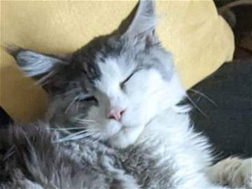 Chambre Chez L'habitant Montréal 238660-5