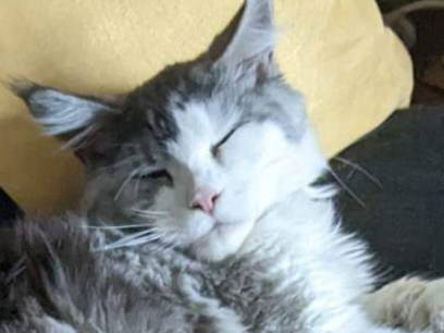 Gastfamilie Montréal 238660-5