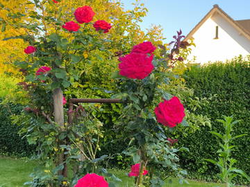 Chambre chez l'habitant à louer à Neupré - photo 6 : jardin-6
