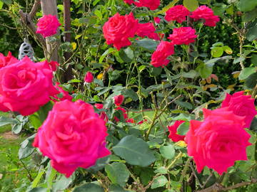 Chambre chez l'habitant à louer à Neupré - photo 8 : jardin-8