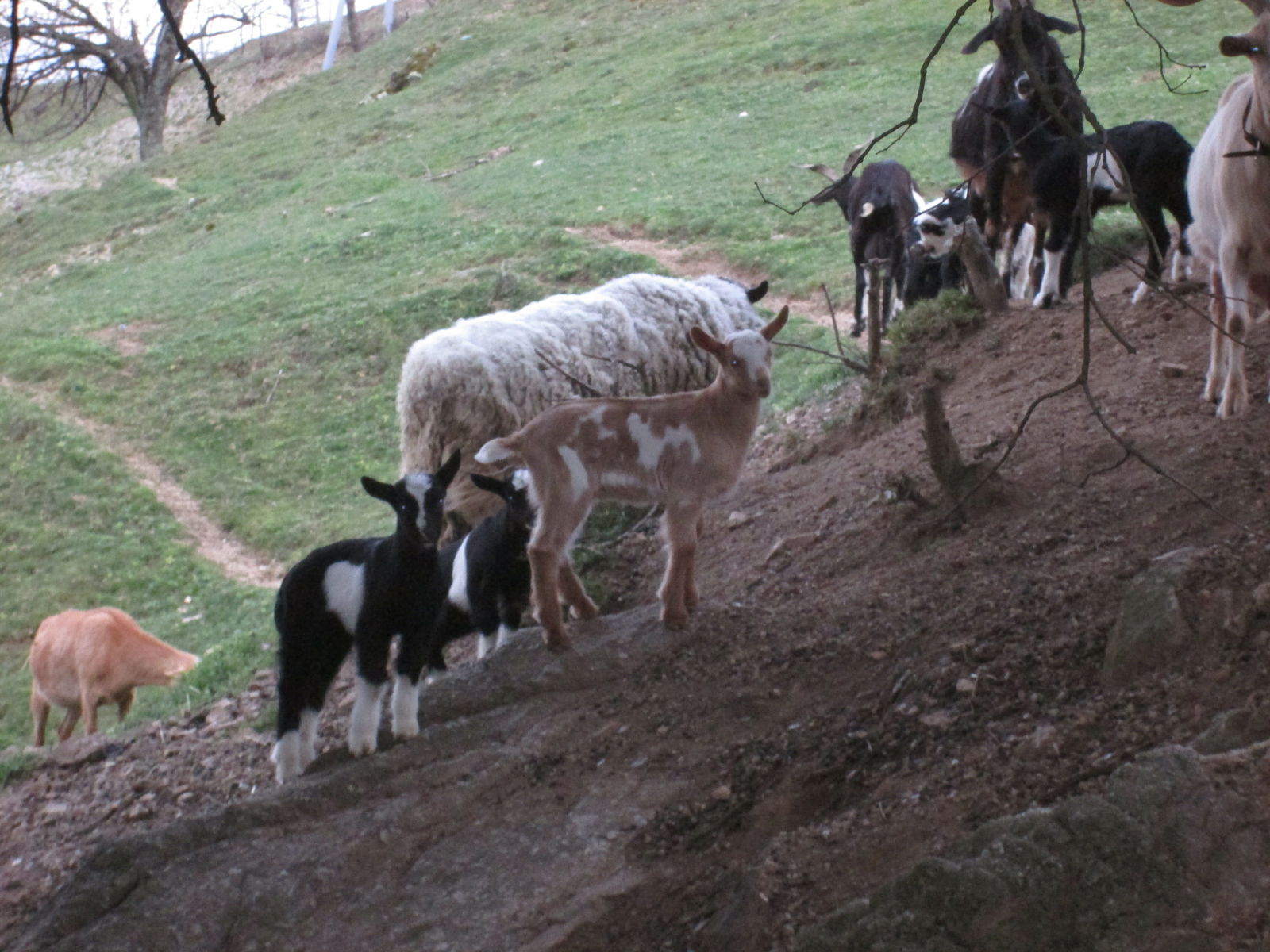 Camere Per Gli Ospiti Saint-Peray 21436