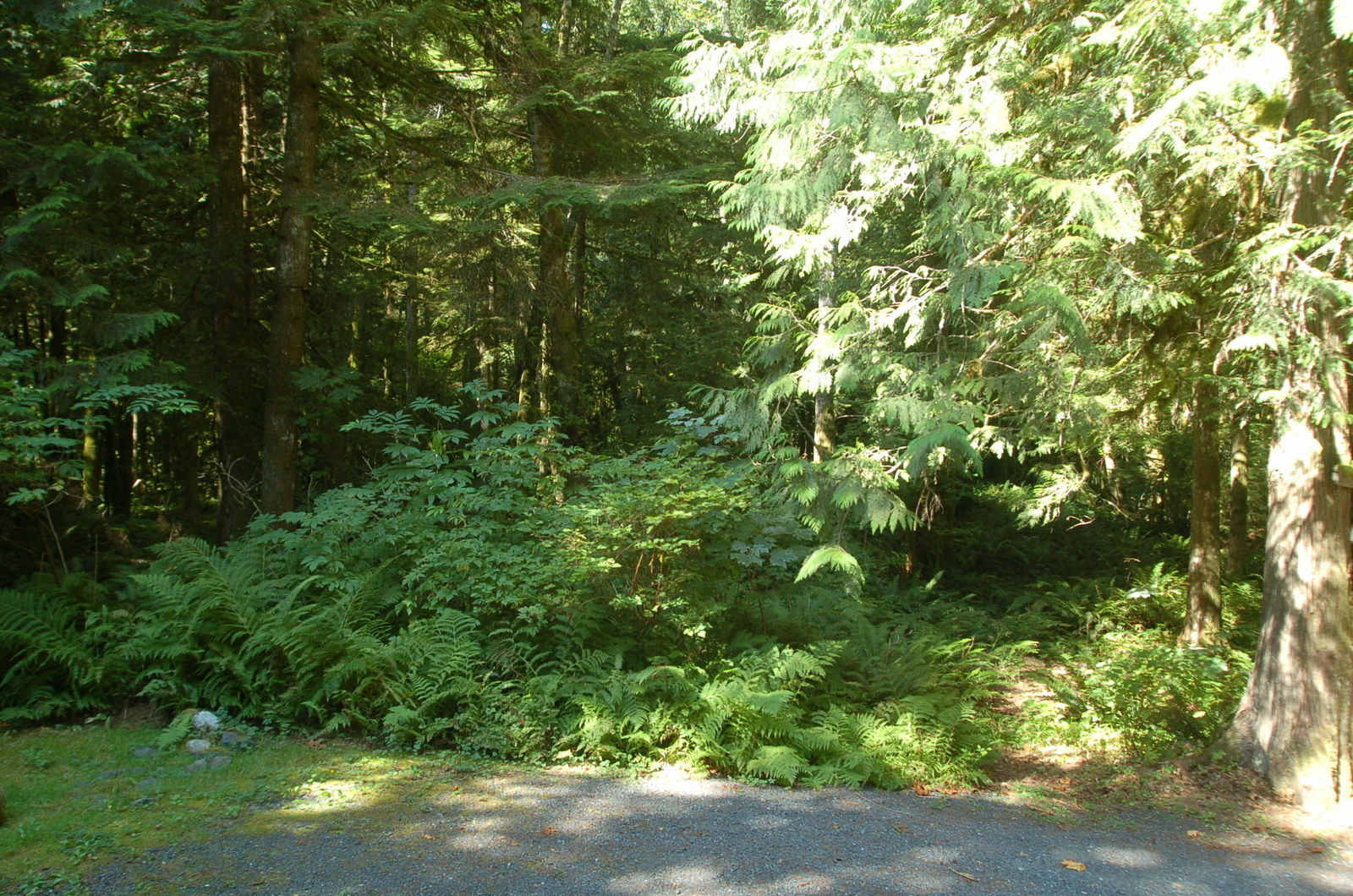 Unabhängiges Studio Maple Falls 172187