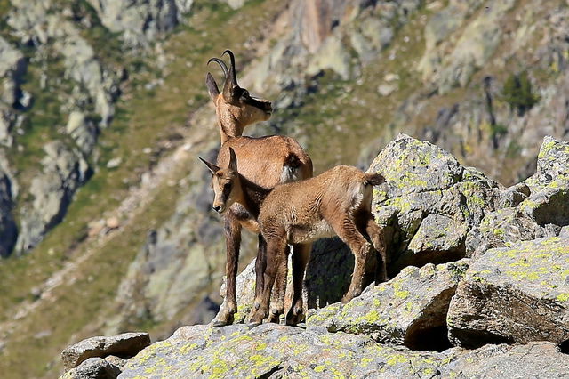 Unabhängiges Studio Cervières 58494