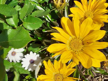 Logement Entier Sorgues 162543-5