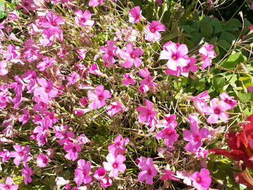 Logement Entier Sorgues 162543-6