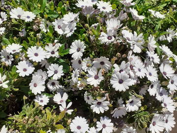 Logement Entier Sorgues 162543-7