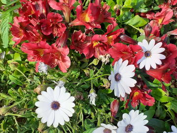 Logement Entier Sorgues 162543-8