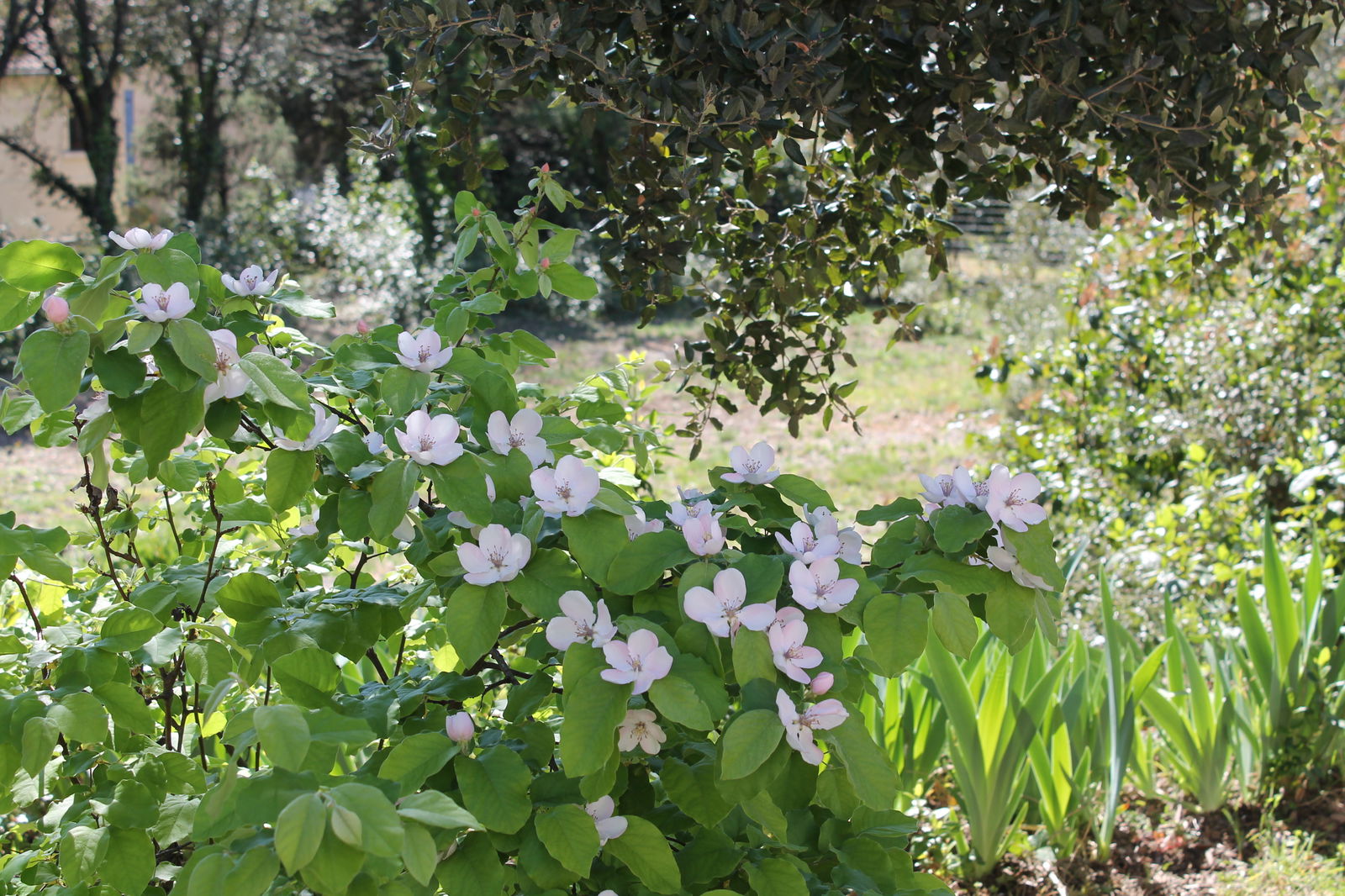 Homestay Garrigues-Sainte-Eulalie 188346