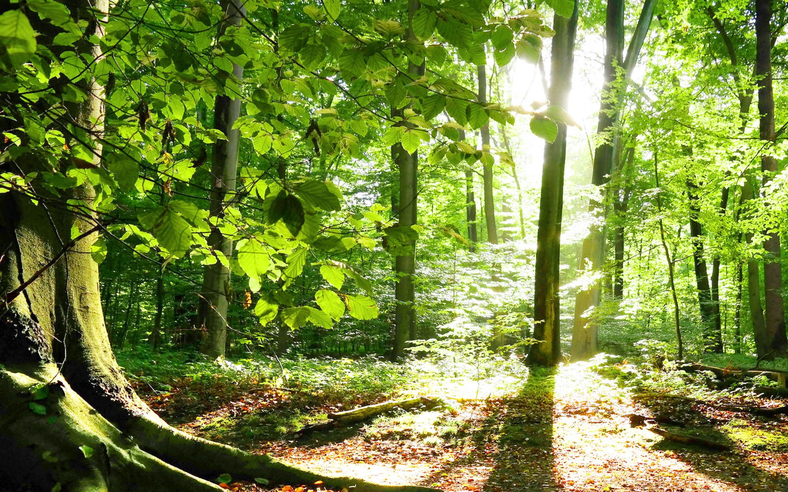 Colocatie Onex 117254