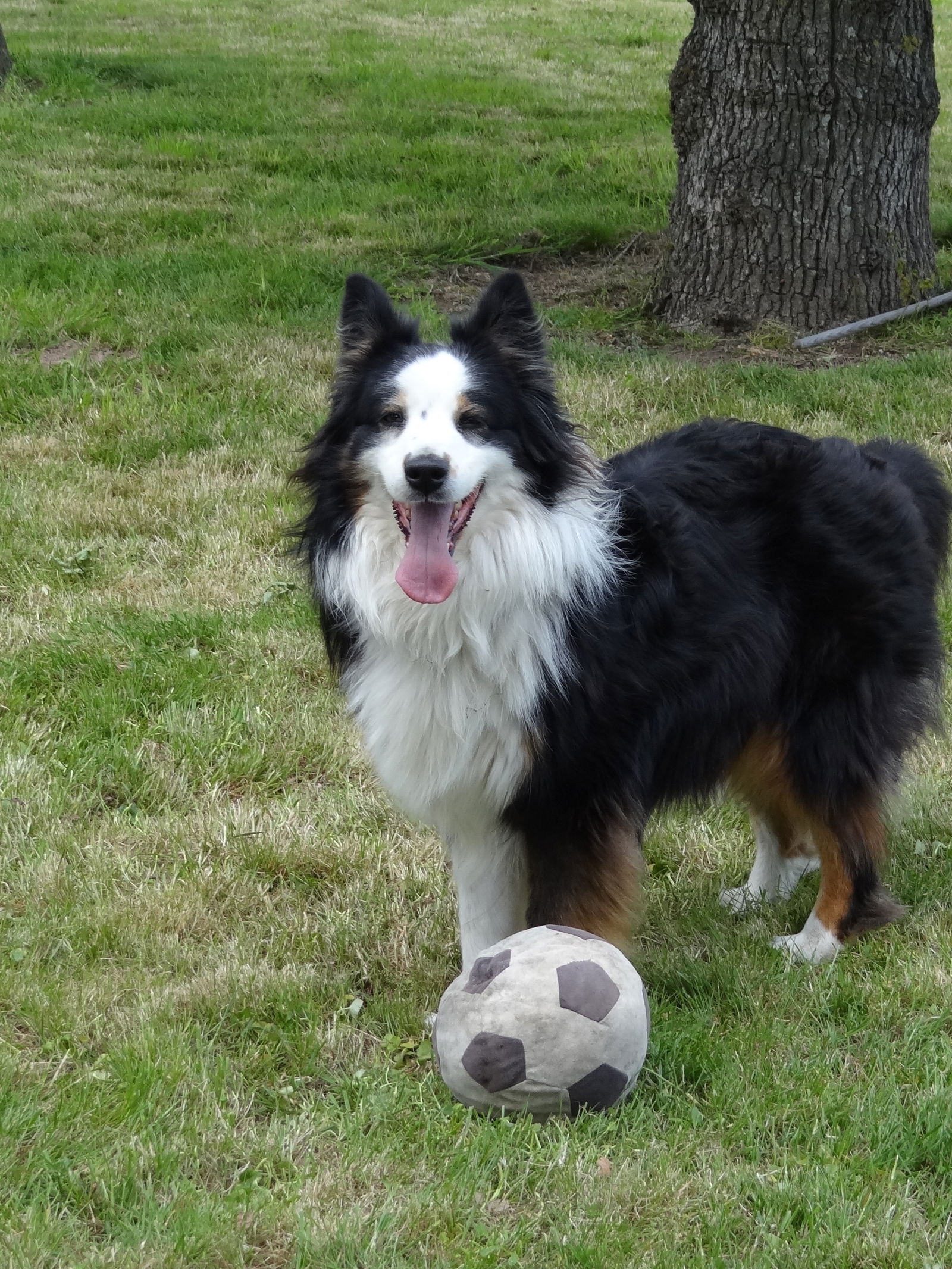 Hjemmeophold Trémentines 61422