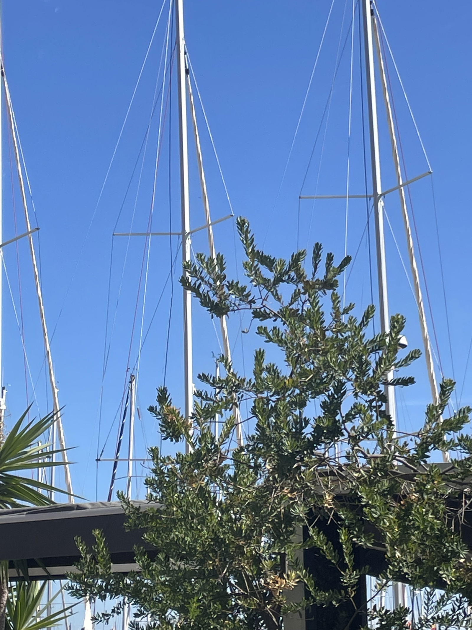 Gastgezin Hyères 618793