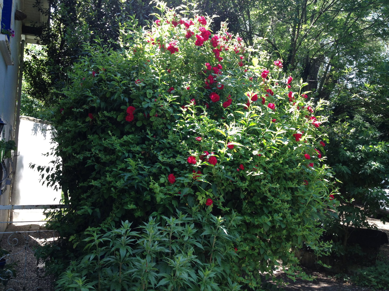 Cały Dom Ferney-Voltaire 268531