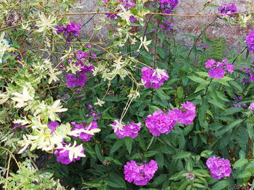 Chambre Chez L'habitant Saint-Congard 262602-12