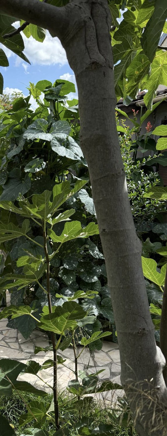 Toda La Casa Le Blanc-Mesnil 659568