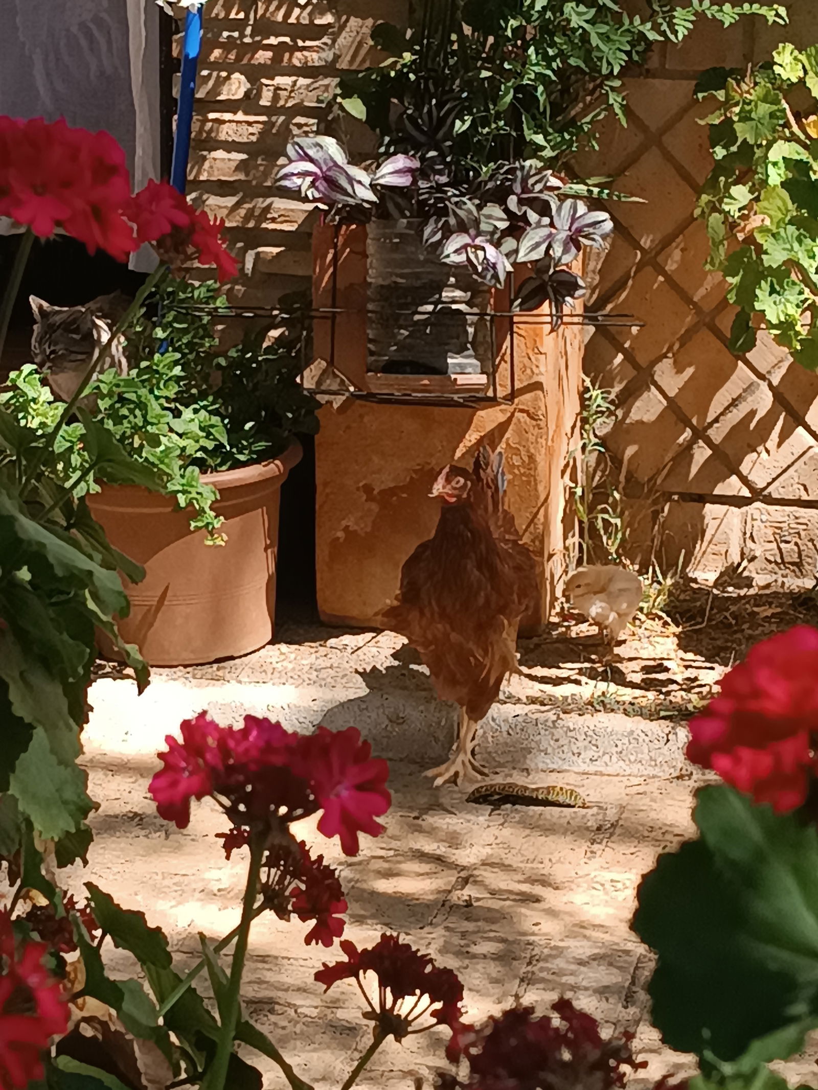 Homestay Villanueva del Ariscal 237464
