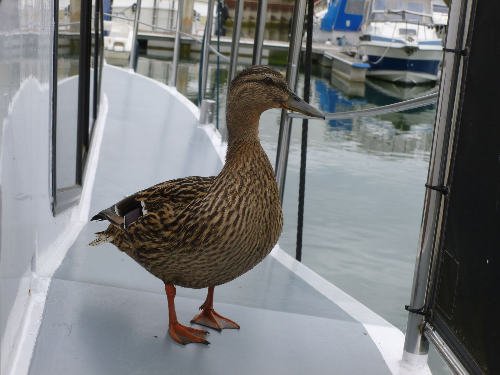 Habitaciones De Huéspedes Biesheim 72732