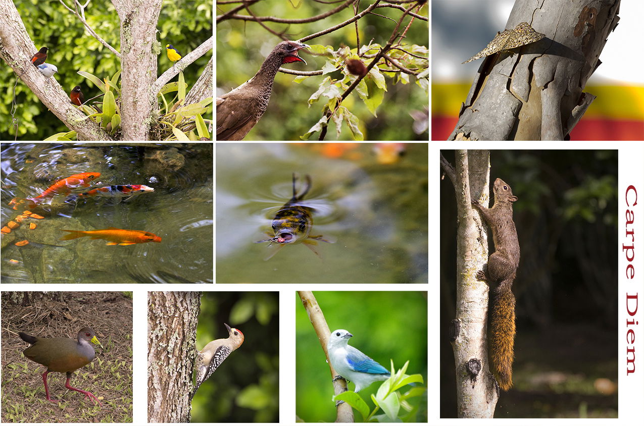 Logement Entier Ibagué 123304