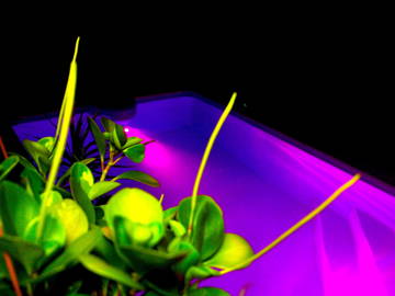 Homestay Schoelcher 210338-13