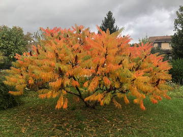 Casa entera en renta en Sevran - foto 14 : jardín-14